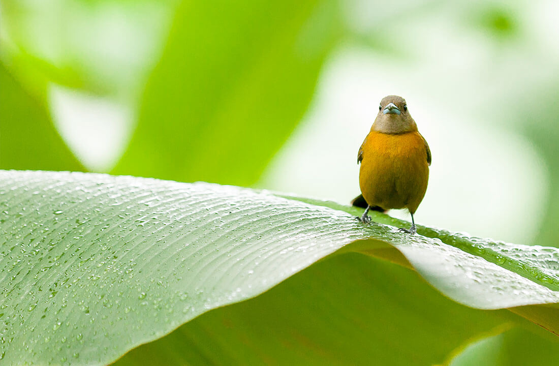 Biodiversity and How Chiquita is Leading The Way