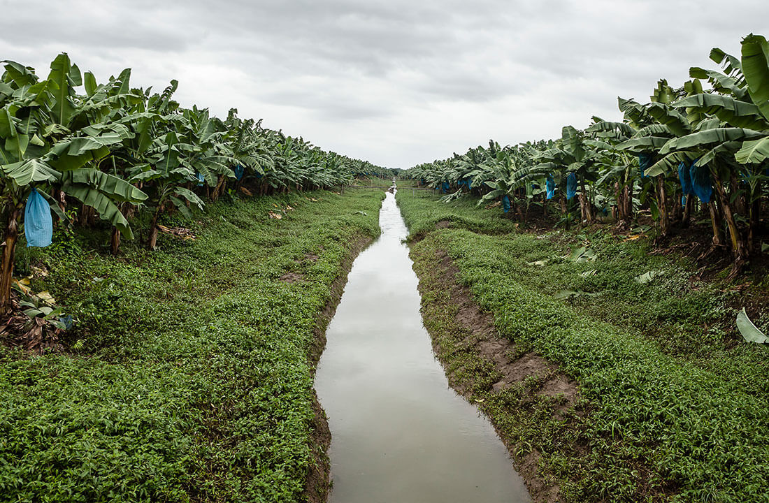 The three pillars behind Chiquita’s approach to address sustainability and biodiversity: