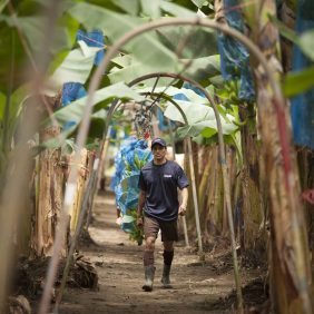 Chiquita bananas on the farm: it’s all about sustainability