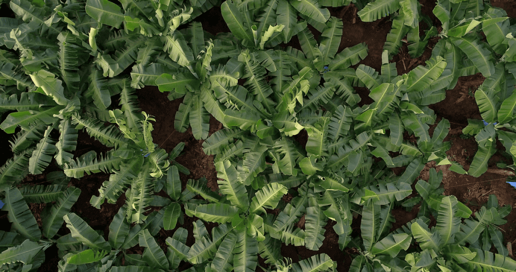 Chiquita Banana Trees aerial view