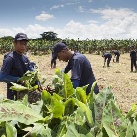 Chiquita Maintains Continuity in its Sustainable Agriculture Mission